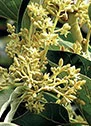 L-Citrulline ingredient image