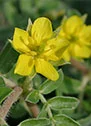 Saffron extract ingredient image