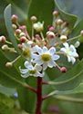 Grape skin extract ingredient image